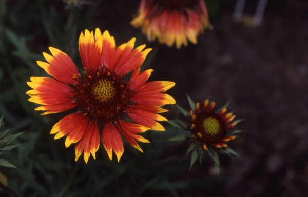 Gaillardia X grandiflora ‘Goblin’ - Blanket Flower Fine Art Print