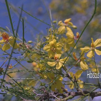 Parkinsonia aculeata - Jerusalem Thorn