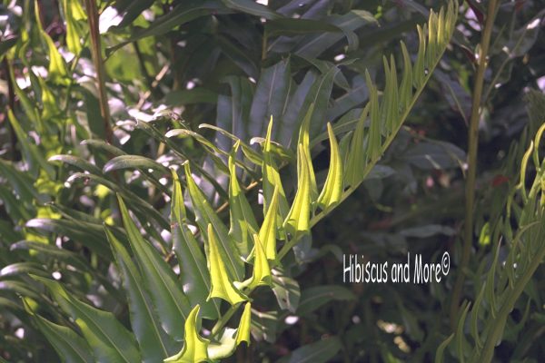 Acrostichum danaeifolium - Swamp Leather Fern Fronds. Fine Art Print