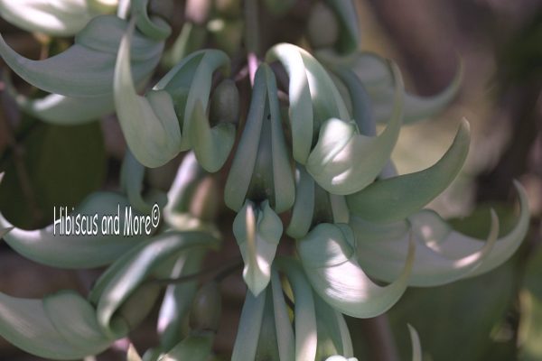 Strongylodon macrobotrys - Jade Vine Fine Art Print