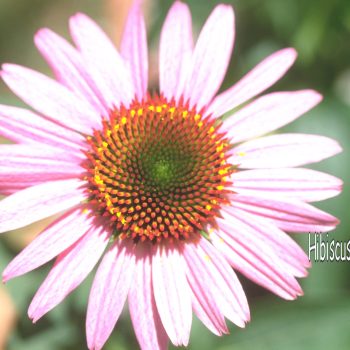 Img0031.jpg-Echinacea-purpurea--Magnus----Purple-Coneflower-lo-res-logo