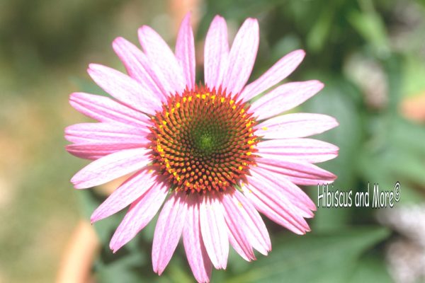 Echinacea purpurea ‘Magnus’ - Purple Coneflower. Fine Art Print