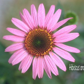 Echinacea-purpurea--Magnus----Purple-Coneflower-lo-res-logo