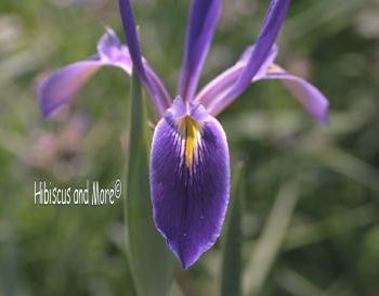 Iris hexagona - Blue Flag Iris. Fine Art Print