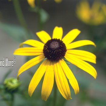 Rudbeckia speciosa var. sullivantii ‘Goldsturm’ - Black-Eyed Susan. Fine Art Print