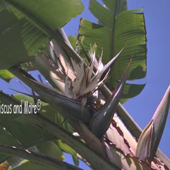 Strelitzia nicolai - White Bird of Paradise