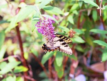 img304-1608-5-Buddleia-davidii---Butterfly-Bush