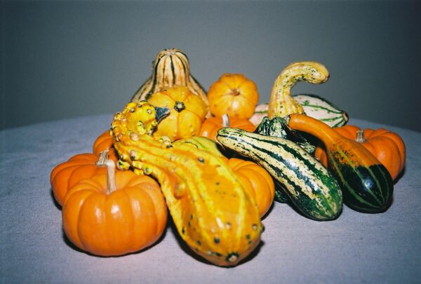 Fall Gourds, and Pumpkins. Fine Art Print