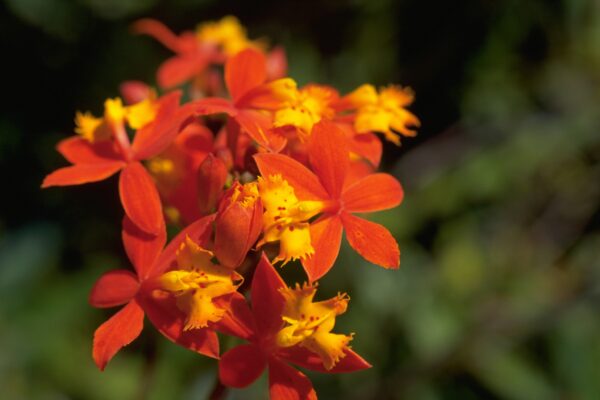 Epidendrum radicans - Crucifix Orchid Fine Art Print