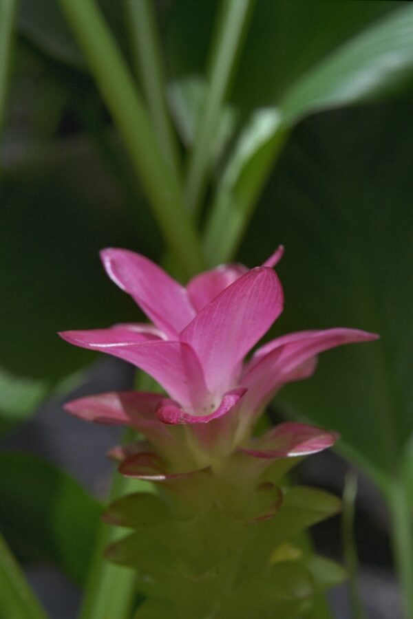 Curcuma petiolata - Curcuma, Hidden Lily Fine Art Print