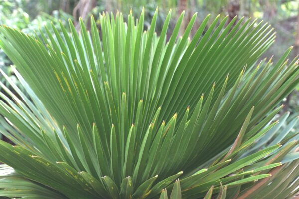 Copernicia macroglossa - Cuban Petticoat Palm Fine Art Print.