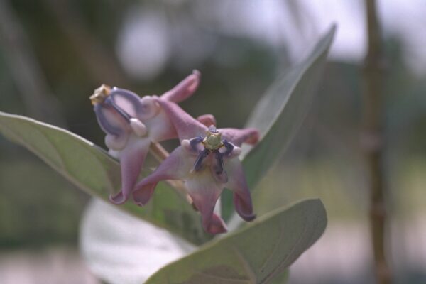 Curcuma petiolata - Curcuma, Hidden Lily Fine Art Print - Image 2