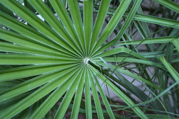 Chamaerops humilis - European Fan Palm, Mediterranean Fan Palm Fine Art Print.