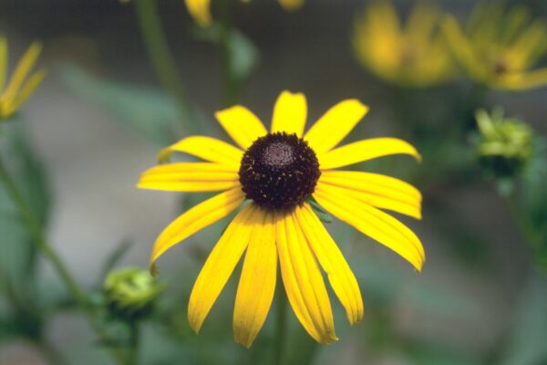 Rudbeckia speciosa var. sullivantii ‘Goldsturm’ - Black-Eyed Susan Fine Art Print