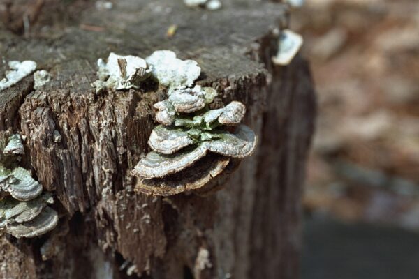 Fungus on Tree Fine Art Print