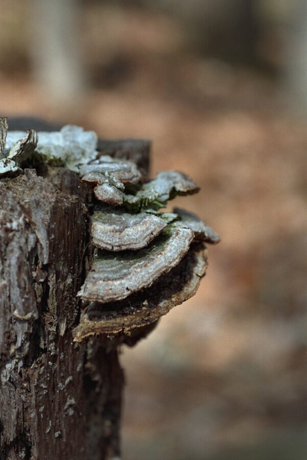 Fungus on Tree Close-up Fine Art Print