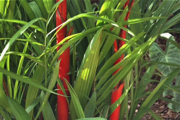 Cyrtostachys renda - Red Sealing Wax Palm, Lipstick Palm Fine Art Print