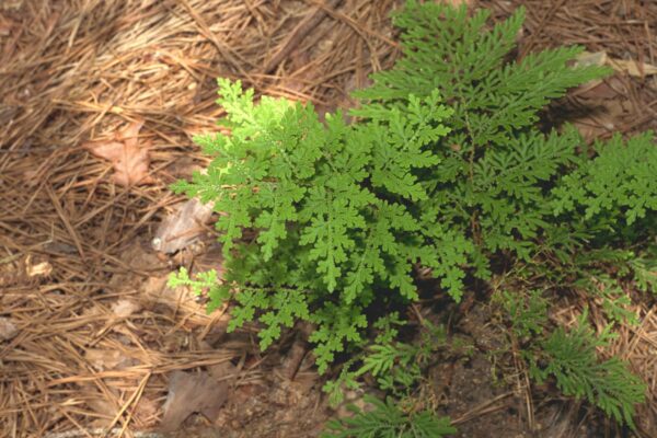 Selaginella braunii - Arborvitae Fern Fine Art Print