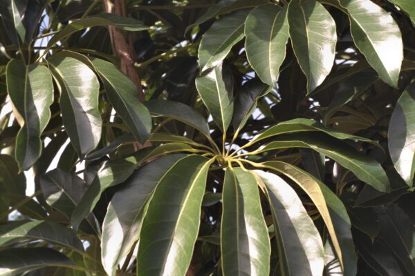 Schefflera actinophylla - Schefflera, Umbrella Tree Leaves Fine Art Print