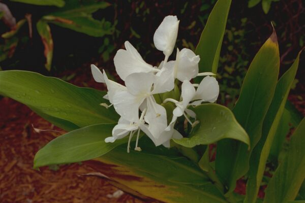 Hedychium coronarium - Butterfly Ginger, White Ginger Fine Art Print