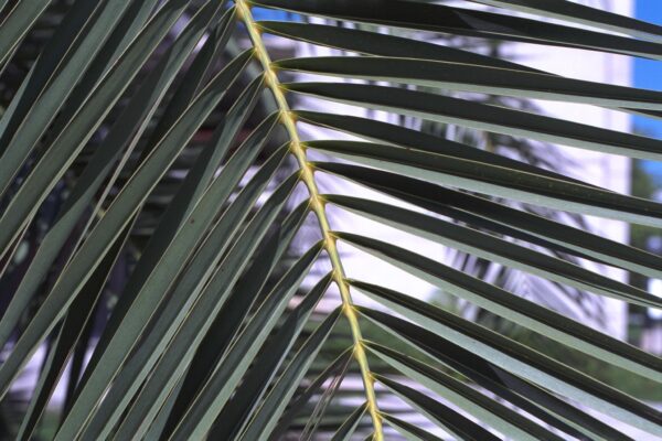 Close-up of Palm Frond Fine Art Print.