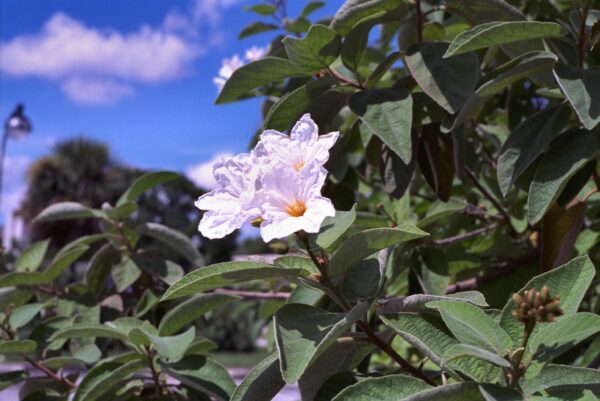 Cordia boissieri - Texas Wild Olive Fine Art Print