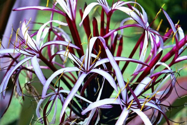 Crinum asiaticum ‘Queen Anne’ - Crinum Lily Fine Art Print