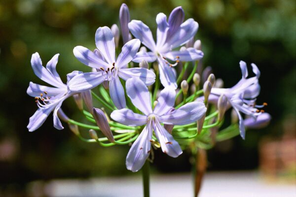 Agapanthus africanus ‘Queen Anne’ - Queen Anne Lily of the Nile, African Lily Fine Art Print